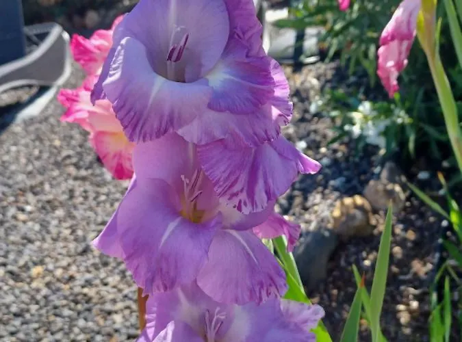 Alma Dom wakacyjny *